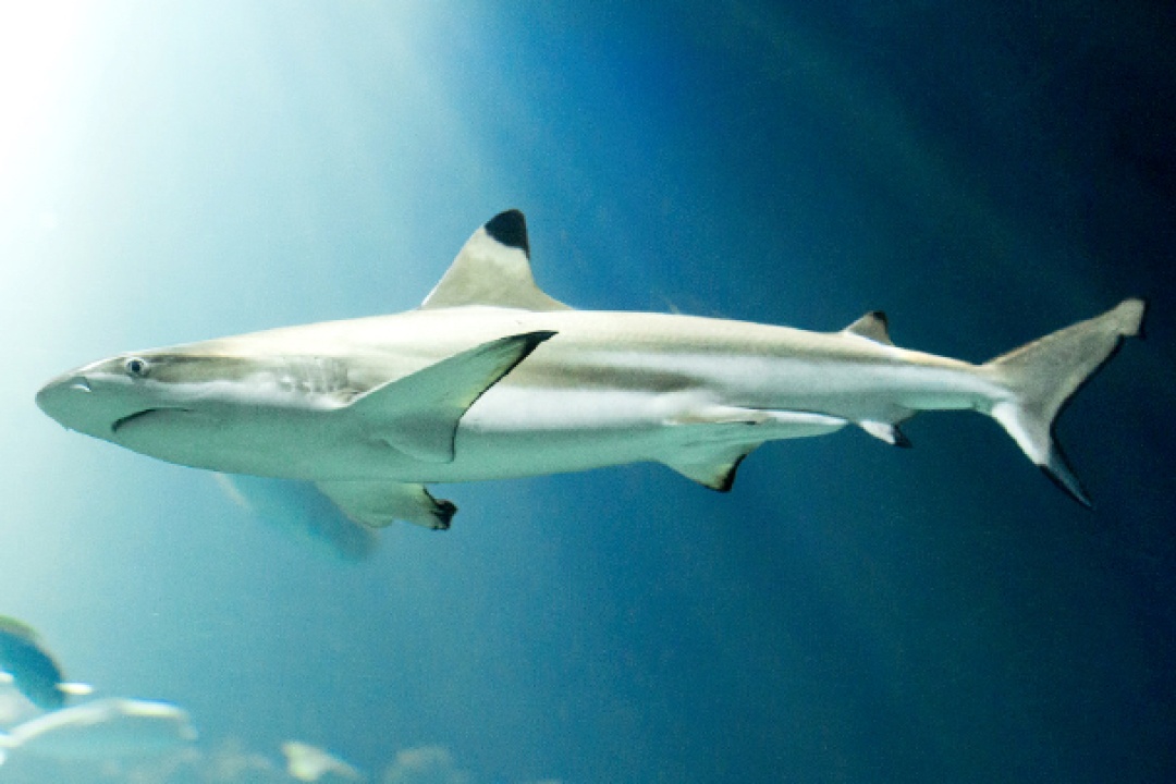 Bild für Tropen-Aquarium