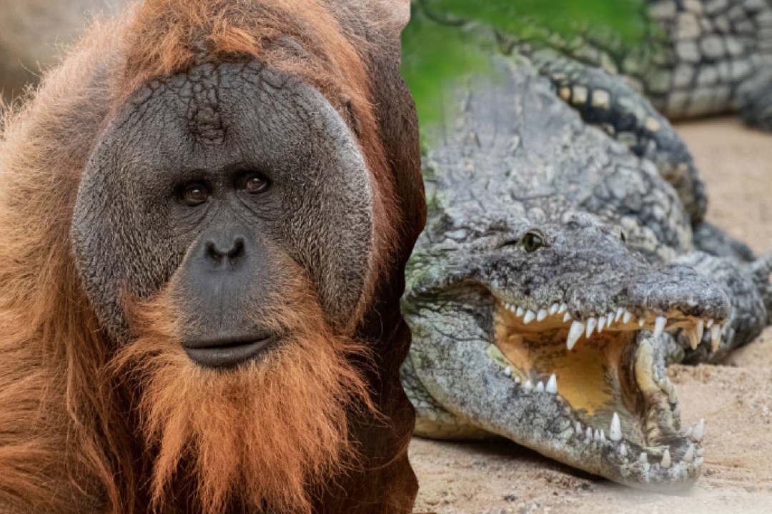 Bild für Das Kombi-Ticket