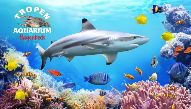 Tropen-Aquarium Motiv mit vielen verschiedenen Fischen und einem Hai in der Mitte