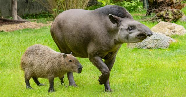Tierpark Motiv mit Tapir und Wasserschwein